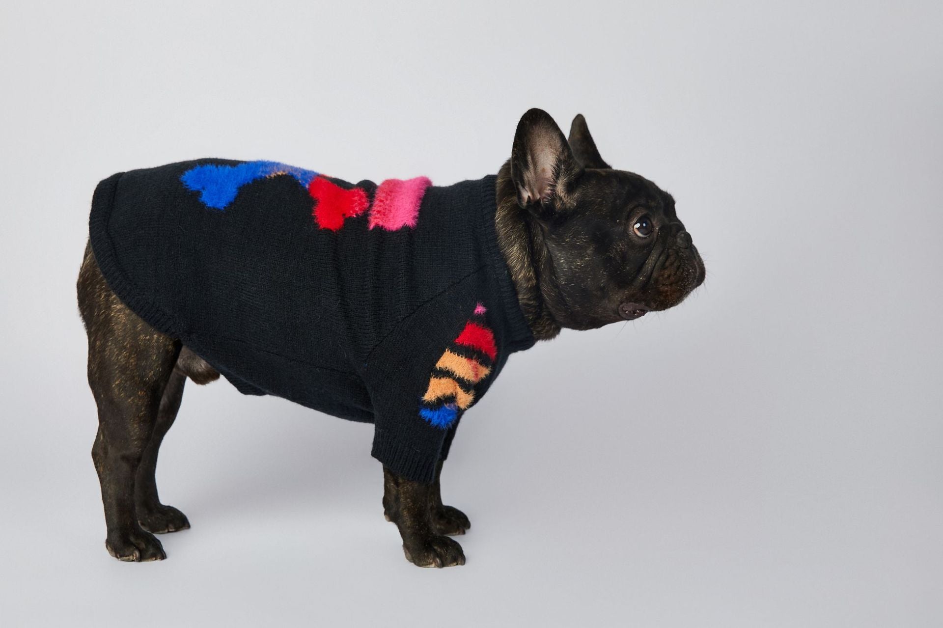 Pull pour chien WOOF | 2024