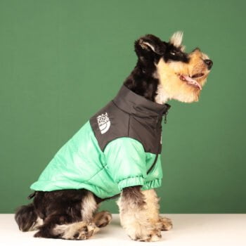 Veste pour chien The North Face | 2024