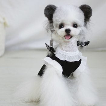 Robe de Princesse Canine Chanel - 2025 - Vêtement et accessoires pour chiens - Doglovedesign
