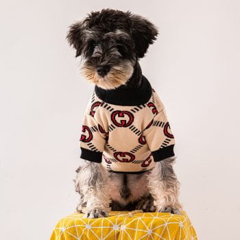 Pull pour petits chiens design Gucci | 2025