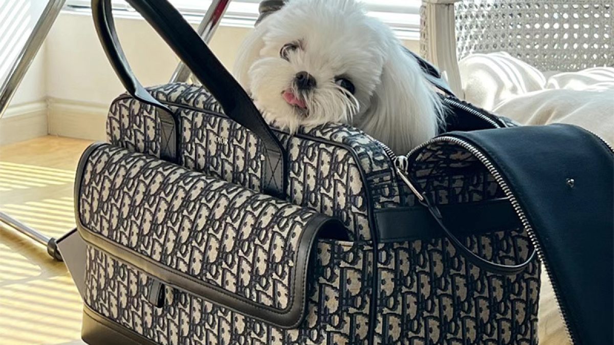 Tapis Chien Coussin Chien ImpermÃ©able Chat Sac De Luxe Pour Chien