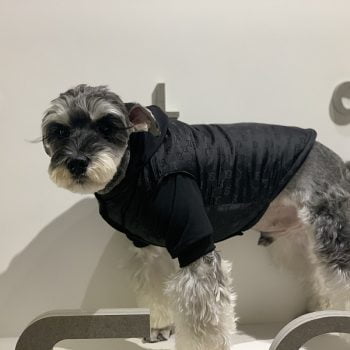 Manteau GG en Coton pour Petits Chiens - 2025 - Vêtement et accessoires pour chiens - Doglovedesign