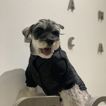 Manteau GG en Coton pour Petits Chiens - 2025 - Vêtement et accessoires pour chiens - Doglovedesign