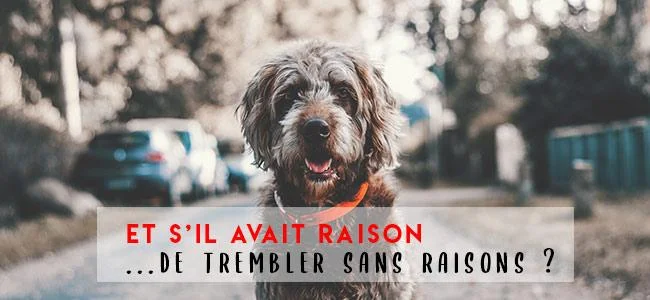 Pourquoi mon chien tremble ? Découvrez les causes et les solutions - 2026 - Doglovedesign : Vêtement et accessoires pour chiens Pourquoi mon chien tremble