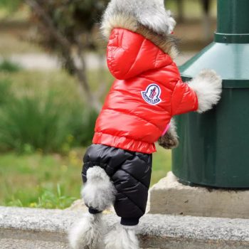 Combinaison hiver Moncler pour petits chiens | 2024