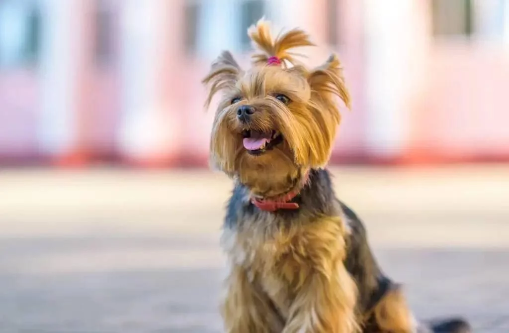 10+ Coupes de Cheveux pour Yorkies : Guide Complet pour une Apparence Élégante et Adorable - 2026 - Doglovedesign : Vêtement et accessoires pour chiens Coupes de Cheveux pour Yorkies : Guide Complet pour une Apparence Élégante et Adorable
