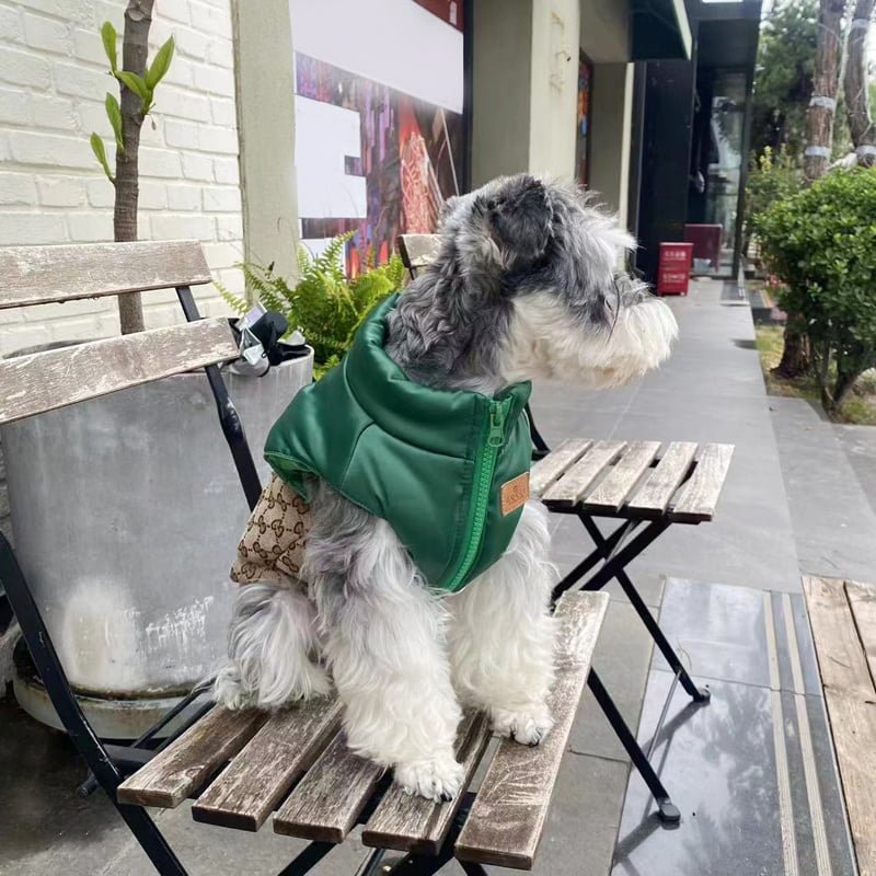 Manteau vert pour Chiens Gucci | 2024