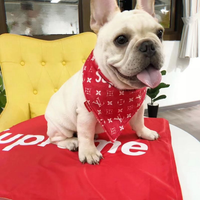 Bandana Rouge Supreme Personnalisé pour Chien | Luxe & Tendance | 2024