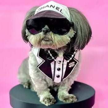 Casquette noire et blanche CHANEL pour chiens - 2025 - Vêtement et accessoires pour chiens - Doglovedesign