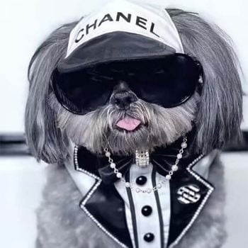 Casquette noire et blanche CHANEL pour chiens - 2025 - Vêtement et accessoires pour chiens - Doglovedesign