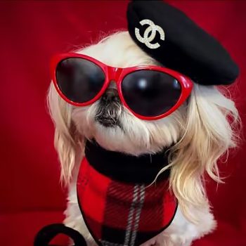 Béret CC pour petits chiens CHANEL - 2025 - Vêtement et accessoires pour chiens - Doglovedesign