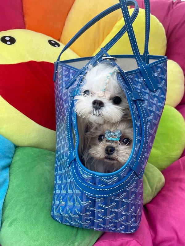 Sac de transport Goyard pour petit chien : Chic et pratique | 2024