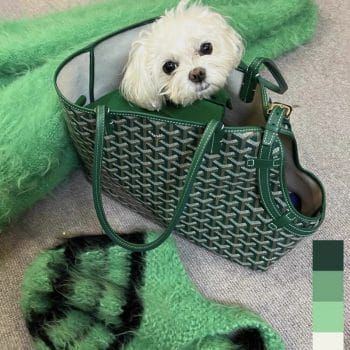 Sac de transport Goyard pour petit chien : Chic et pratique | 2024