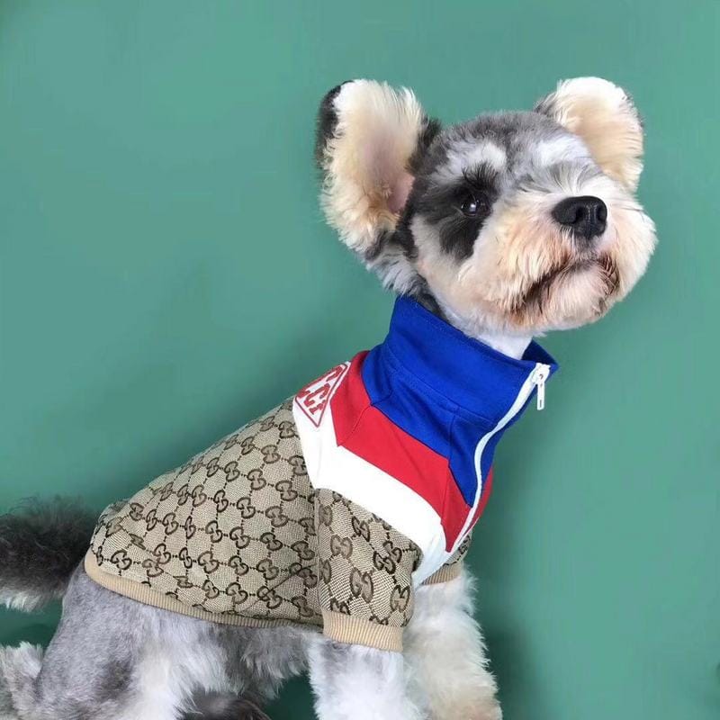 Veste Gucci pour chien : Le luxe à portée de patte | 2024