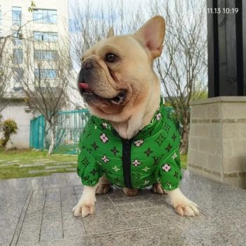 Manteau de luxe vert pour Bouledogue Français - Inspiration LV - DogLoveDesign | 2025