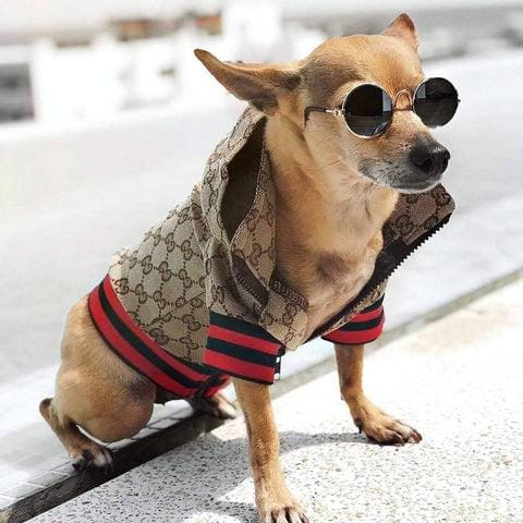 Veste pour chien Pawcci - 2025 - Vêtement et accessoires pour chiens - Doglovedesign